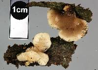 Hohenbuehelia brunnea image