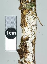 Hyphodontia sambuci image