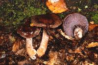 Cortinarius gymnocephalus image