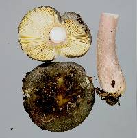 Russula roseostipitata image