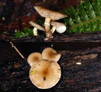 Armillaria novae-zelandiae image