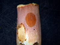 Russula tawai image