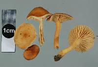 Lactarius umerensis image