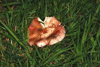 Russula nitida image