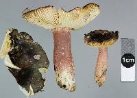 Russula tawai image