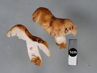 Russula australis image