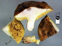 Suillus subacerbus image