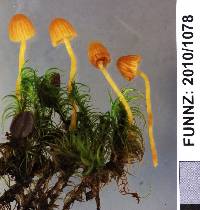 Galerina austrocalyptrata image