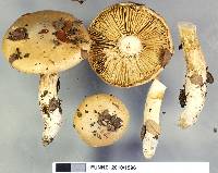 Cortinarius achrous image