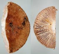 Russula griseostipitata image