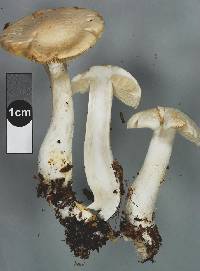 Cortinarius alboaggregatus image