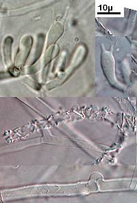 Athelia arachnoidea image