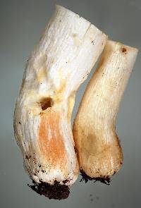 Russula umerensis image