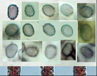 Artomyces turgidus image