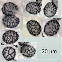 Lactarius rufus image