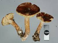 Tricholoma elegans image