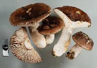 Russula griseostipitata image