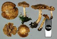 Inocybe sindonia image