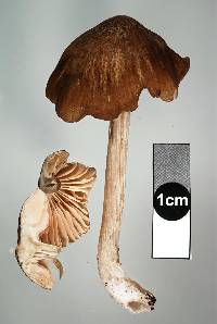 Entoloma congregatum image