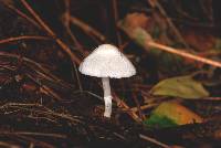 Leucoagaricus serenus image