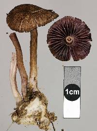 Laccaria violaceonigra image