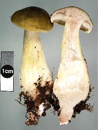 Tricholoma viridiolivaceum image