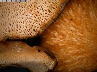 Polyporus hypomelanus image