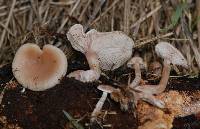 Clitocybe wellingtonensis image