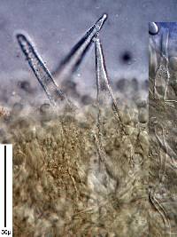 Lopharia cinerascens image