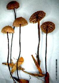 Marasmius kanukaneus image