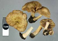 Inocybe sindonia image