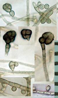 Trimmatostroma scutellare image