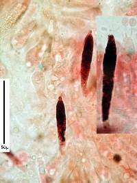 Russula roseopileata image