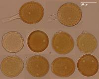 Uromyces trifolii-repentis var. trifolii-repentis image