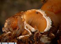 Schizophyllum amplum image