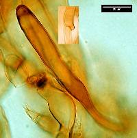Lepiota alopochroa image