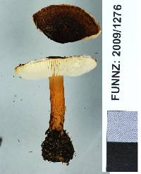 Lepiota alopochroa image