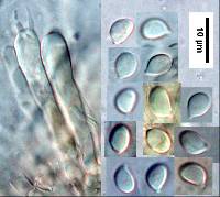 Image of Omphalina rivulicola