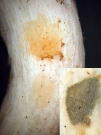 Russula griseoviolacea image