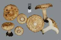 Lactarius pubescens image