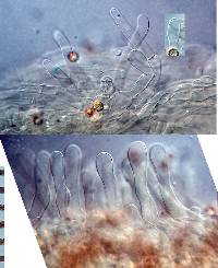 Crepidotus trulliformis image