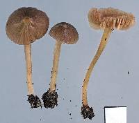 Entoloma aromaticum image