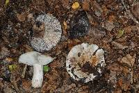 Russula inquinata image