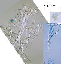 Peronospora conglomerata image