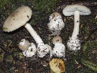 Amanita taiepa image