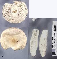 Russula purpureotincta image