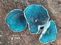 Chlorociboria argentinensis image