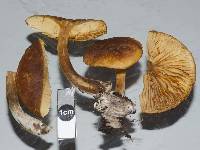 Gymnopilus allantopus image