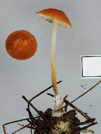 Marasmius croceus image