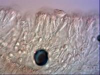 Chondrostereum purpureum image